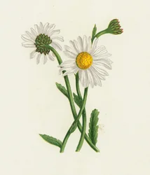 White Ox-Eye